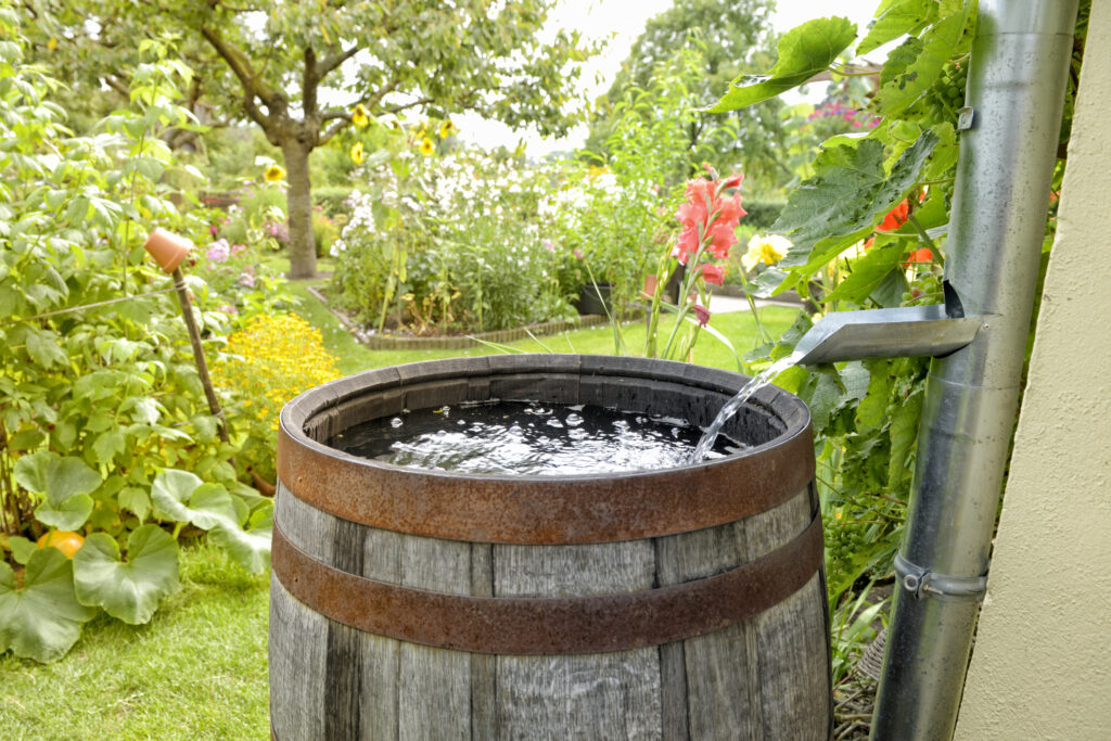 Rain barrel in the garden