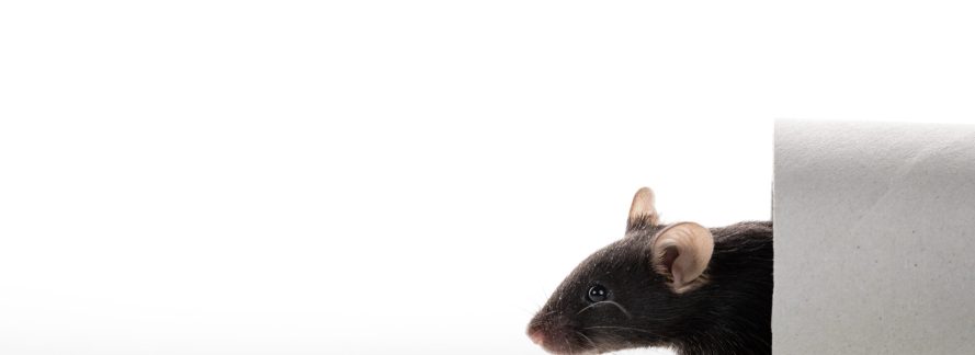 White and black laboratory mice play with paper tube